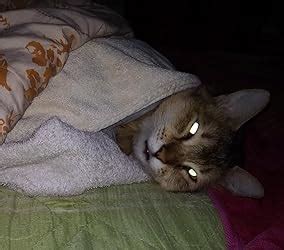 Whiskas Adult (+1 Year) Wet Cat Food, Ocean Fish, 24 Pouches (24 X 80G ...