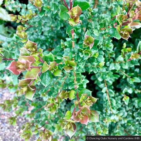 Luma apiculata, Chilean Myrtle – Dancing Oaks Nursery and Gardens