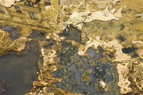 Image result for Hydrogen Peroxide Java Moss