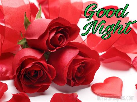 121+ Romantic Good Night Rose Flower Images HD [2022] - Best Status Pics