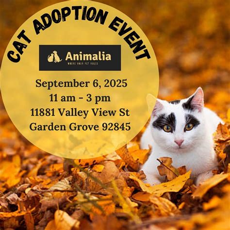 OC 🐱 Cat & Kitten Adoption Event! 🐾 , Animalia: Garden Grove CA ...