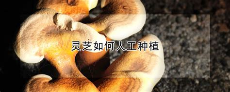 桑黄菌的种植技术 —【发财农业网】
