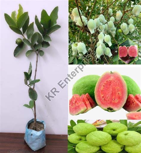 Grafted Red Guava Plant Manufacturers and Suppliers from Hojai
