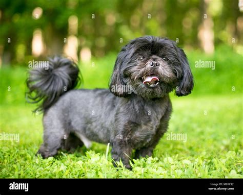 Canine pets furry shih tzu hi-res stock photography and images - Alamy