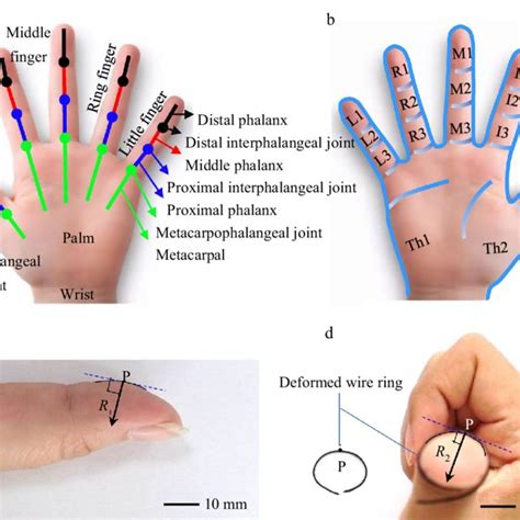 Image result for Normal Hand