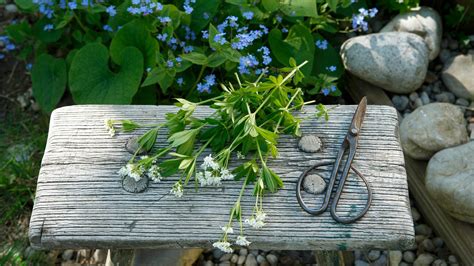 Fruit and vegetables for shady spaces | Bosch DIY