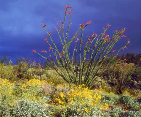 CA, Anza-Borrego Ocotillo and Brittlebush by Christopher Talbot Frank ...