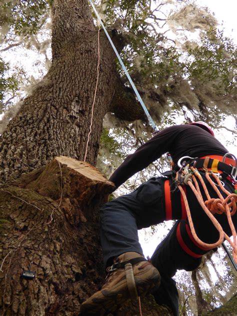 Lightning Tree 的图像结果