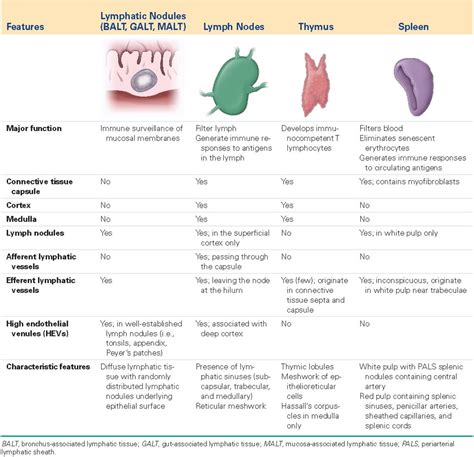 Image result for Lymphatic System Disorders