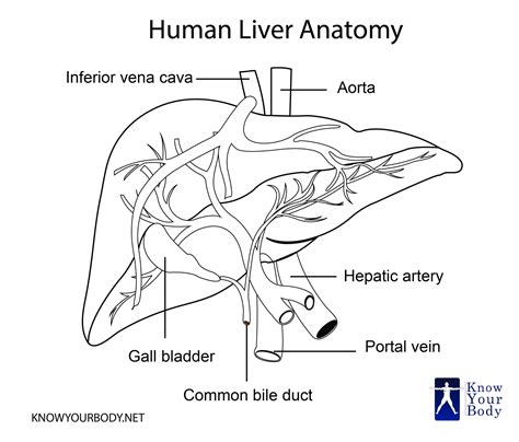 Liver - Location, Functions, Anatomy, Pictures, and FAQs