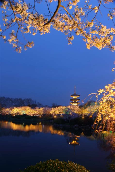 2020东湖樱花园-旅游攻略-门票-地址-问答-游记点评，武汉旅游旅游景点推荐-去哪儿攻略