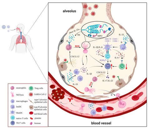 Emerging Effects of IL-33 on COVID-19