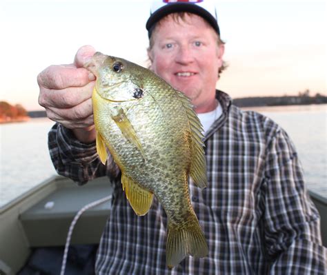 Image result for Shellcracker Baits