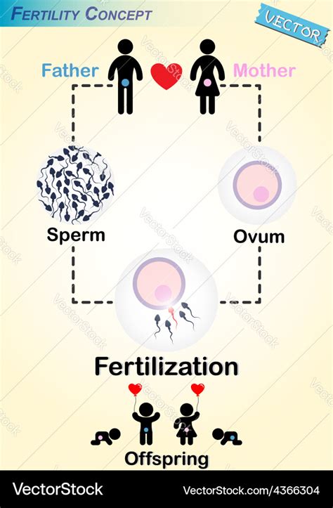Image result for Human Fertilization Timeline