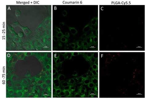 Fluorescently Labeled PLGA Nanoparticles for Visualization In Vitro and ...