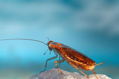 Cockroach Extermination Method 的图像结果