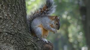 Where Squirrels Live: Understanding Their Natural Habitat