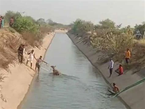 Drinking water in the Nilgai canal in the scorching heat | ભારે જહેમતે ...