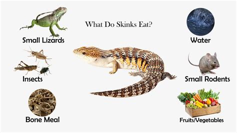 Do Blue Tailed Skinks Eat Ants at Robert Thaler blog