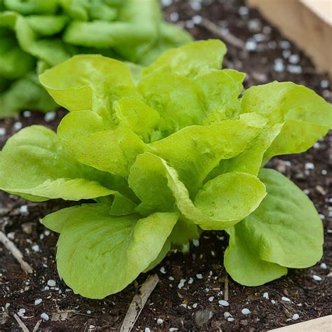 Lettuce - Australian Yellow Leaf - Green Range Seeds