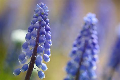 Hyacinth, petals, flower wallpaper | nature and landscape | Wallpaper ...