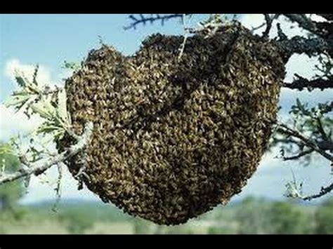 在蜜蜂的蜂巢中输入群
