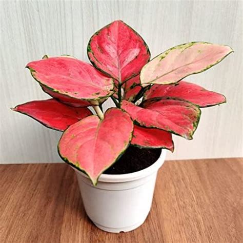 Imported Pink Ruby Aglaonema Live Plant (Pot Included) with pot ...