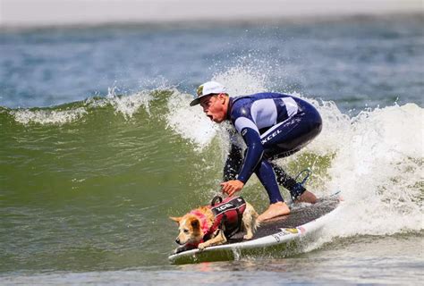 Canines show off their skills and conquer the waves at World Dog ...