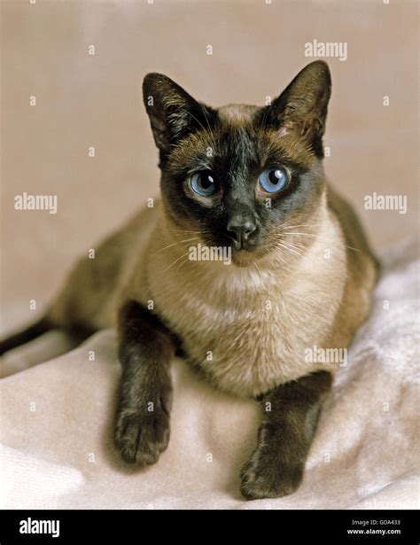 Seal Point Siamese Domestic Cat Stock Photo - Alamy