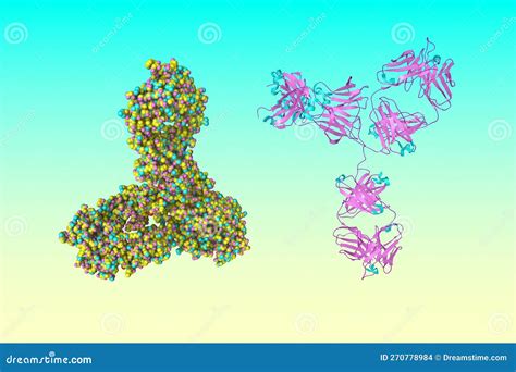 Space-filling Molecular Model and Crystal Structure of the Intact Human ...