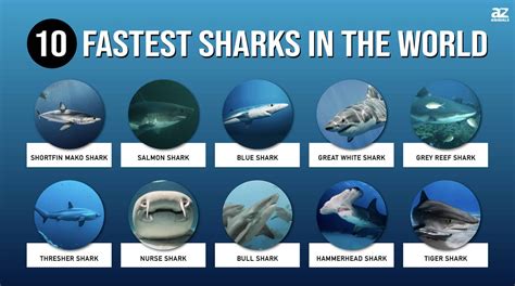 Saw Shark Speed at Claudia Welch blog