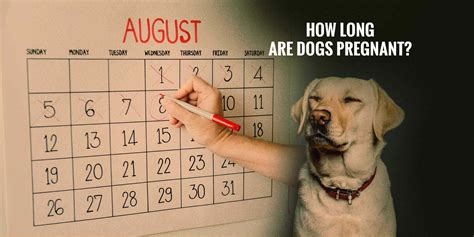 How Long Are Dogs Pregnant? — Breeding Business