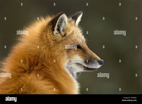 Image result for HTML Text Copy Button