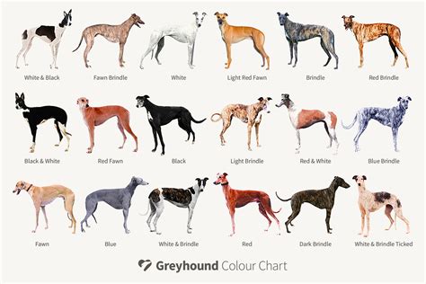 A guide to common sighthound breeds in the UK.