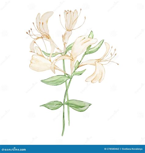 June Birth Flowers, Birth Month Flowers. Seamless Floral Pattern Of ...