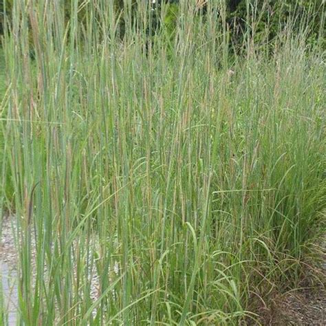 Big Bluestem Grass | Plant Addicts