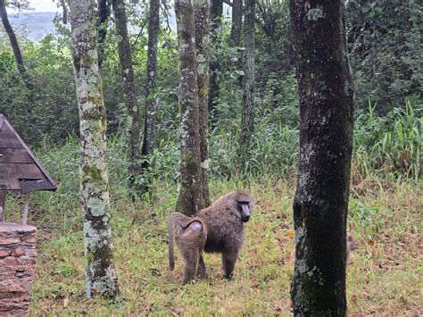 Picture Perfect Jungle Resort with Awesome Veg Food and Excellent staff ...