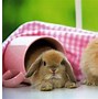 Image result for Most Cute Rabbit