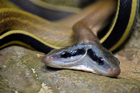 The Most Venomous Snakes Found In The Wild In America - WorldAtlas