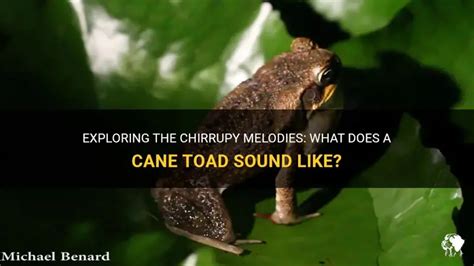 Image result for Toad Croaking Sound