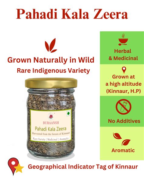 Pahadi Wild Kala Zeera (Rare Medicinal) – Buraansh - A Treat from The ...