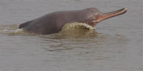 Is the Endgame Inevitable for the Ganges River Dolphin in Assam's Barak ...