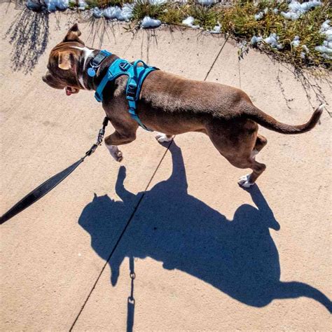 Why "Best dog harness to stop pulling?" is the WRONG question to ask ...