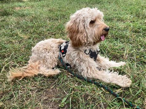 Image result for Cost for Cockapoo