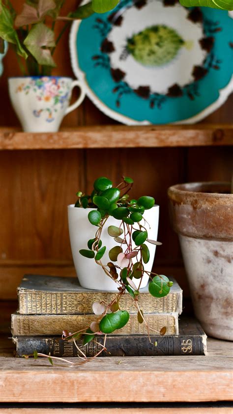 Baby Peperomia Pepperspot | String of Coins, Money Plant | Radiator Pl – Happy Houseplants