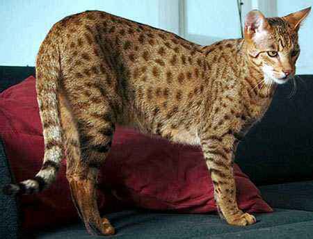 世界上最长的猫 缅甸猫（长1.2米浑身是毛体型较大）_探秘志
