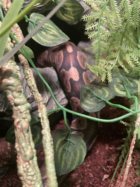 Image result for Ball Python Weights