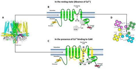 KCa2 and KCa3.1 Channels in the Airways: A New Therapeutic Target