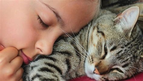 Image result for Cat Affection