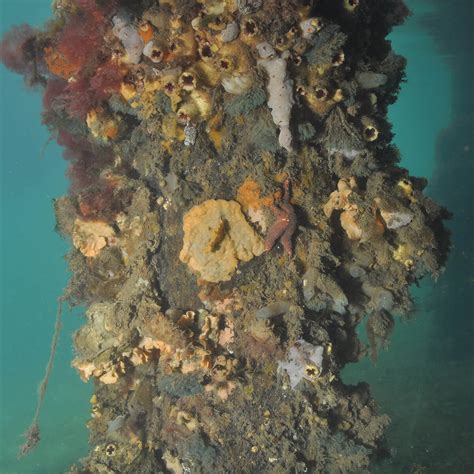 Biotic Component – Seamap Australia